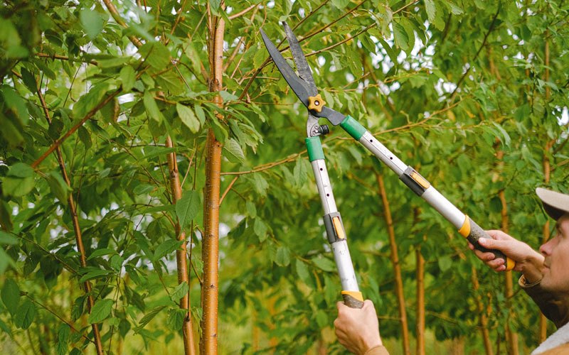 Tree trimming in Sadieville, KY